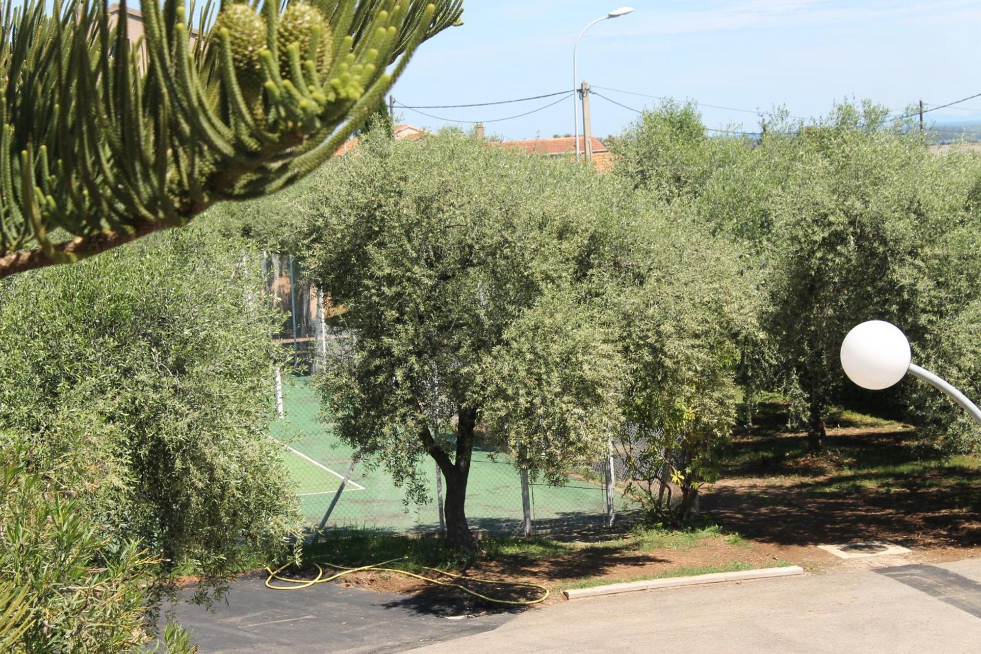 Domaine Le Clos Des Oliviers Sorbo-Ocagnano ห้อง รูปภาพ